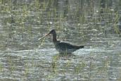 Limosa limosa, (Photo Atamas N.)