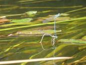 White-legged Damselfly (Platycnemis…