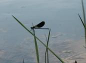 Banded demoiselle (Calopteryx splendens)