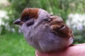 Field Sparrow, Passer montanus