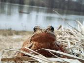 Grass frog, Rana temporaria