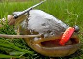 Wels catfish, Silurus glandis, (Photo…