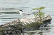 Little Tern, Sterna albifrons