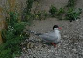 Common Tern, Sterna hirundo