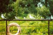 Common Tern, Sterna hirundo