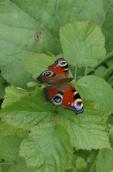 Peacock, Vanessa io