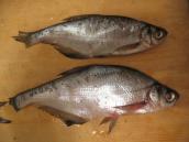 Blue bream (Abramis ballerus)