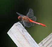Dragonfly Ruddy darter Sympetrum…