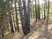 Рис. 1.2.31. Край першої надзаплавної (борової) тераси у північній частині… Рис. 1.2.31. Край першої надзаплавної…