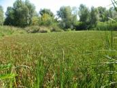 Рис. 1.6.27. Масовий розвиток різака алоєвидного, ур. Запісоччя Північне Рис. 1.6.27. Масовий розвиток різака…