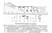 Рис. 1.6.31. Схема развития водной…