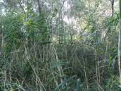 Рис. 1.6.43. Фрагмент прибережної стіни з очерету звичайного, о. Пташиний Рис. 1.6.43. Фрагмент прибережної…