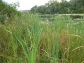 Рис. 1.6.44. Зарості рогозу вузьколистого, оз. Бабине, о. Труханів Рис. 1.6.44. Зарості рогозу…