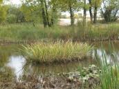 Рис. 1.6.48. Куртина лепехи, верхів’я затоки Собаче Гирло на Оболоні Рис. 1.6.48. Куртина лепехи, верхів’я…