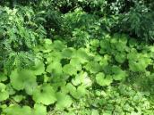 Рис. 1.6.63. Широколисті зарості кремени, о. Покал Рис. 1.6.63. Широколисті зарості…