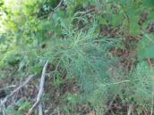 Рис. 1.6.64. Полин боже дерево, о. Вальковський Рис. 1.6.64. Полин боже дерево, о.…