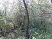 Рис. 1.6.74. Вербово-очеретові угруповання острів Пташиний. Фото І. Парникози,… Рис. 1.6.74. Вербово-очеретові…