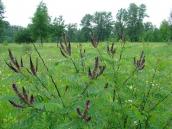 Рис. 1.6.83. Квітуючі пагони аморфи кущової мають характерний запах, о.… Рис. 1.6.83. Квітуючі пагони аморфи…