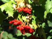 Рис. 1.6.86. Одним з символів України є калина, значні запаси якої зростають… Рис. 1.6.86. Одним з символів України…