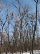 Рис. 1.6.87. Старі верби та тополі у заплавних лісах є середовищем для… Рис. 1.6.87. Старі верби та тополі у…