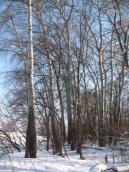 Рис. 1.6.97. Група білих тополь на острові Міжмостний. Фото І. Парникози, 2013… Рис. 1.6.97. Група білих тополь на…