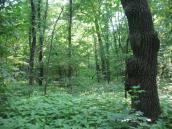 Рис. 1.6.112. Фрагмент спонтанного заплавного лісу в урочищі Бичок (східна… Рис. 1.6.112. Фрагмент спонтанного…