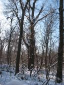 Рис. 1.6.113. Єдиний екземпляр липи серцелистої виявлений у заплаві Дніпра на… Рис. 1.6.113. Єдиний екземпляр липи…