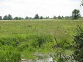 Рис. 1.6.115. Троєщинські заплавні луки поблизу гирла Десни. Фото І.… Рис. 1.6.115. Троєщинські заплавні…