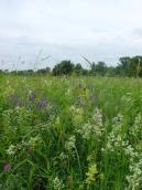 Рис. 1.6.120. Лука в умовах дощового літа, острів Муромець. Фото І. Парнікози,… Рис. 1.6.120. Лука в умовах дощового…