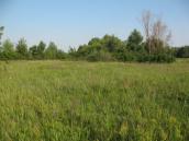 Рис. 1.6.122. Лука з аспектом дивини фіолетової, острів Ольжин. Фото І.… Рис. 1.6.122. Лука з аспектом дивини…