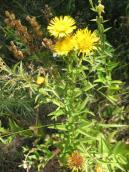 Inula ensifolia, Trojeschina (Photo Parnikoza I.) Inula ensifolia, Trojeschina (Photo…