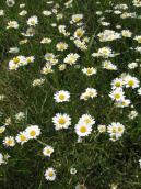 Нивяник обыкновенный Leucanthemum…