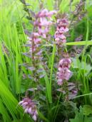 Odontites vulgaris (Photo Ślęzak A.) Odontites vulgaris (Photo Ślęzak A.)