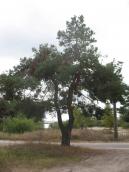 Common Pine, Pinus sylvestris