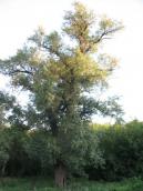 Black Poplar, Populus nigra