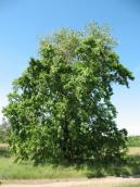 Oak Quercus robur