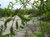 Willow Salix acutifolia