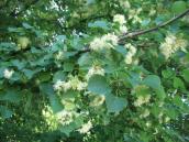 Tilia cordata