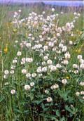 Mountain Clover, Trifolium montanum, (Photo Parnikoza I.) Mountain Clover, Trifolium montanum,…