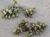 Рис. 1.7.2. Зимуючи бруньки – туріони під сподом пагонів сальвінії. Фото І.… Рис. 1.7.2. Зимуючи бруньки – туріони…