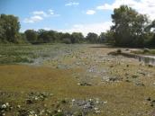 Рис. 1.7.3. Килим сальвінії на озері Лукове на північ від затоки Верблюд. Фото… Рис. 1.7.3. Килим сальвінії на озері…