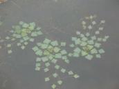 Рис. 1.7.5. Водяний горіх плаваючий на заплаві Дніпра в Києві подекуди зростає… Рис. 1.7.5. Водяний горіх плаваючий на…