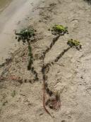 Рис. 1.7.6. Від одного пророслого горіху може розходитися і десяток пагонів,… Рис. 1.7.6. Від одного пророслого…