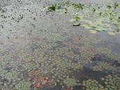 Рис. 1.7.8. Водяний горіх на акваторії Матвіївській затоці у Києві. Фото І.… Рис. 1.7.8. Водяний горіх на акваторії…