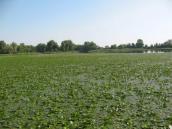 Рис. 1.7.9. Суцільний покрив з водяного горіха у районі острова Ольжин. Фото… Рис. 1.7.9. Суцільний покрив з…