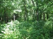 Рис. 1.7.99. Місцезростання коручки чемерникової на заплавному острові Покал.… Рис. 1.7.99. Місцезростання коручки…