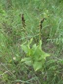 Рис. 1.7.100. Коручка чемерникова, на південь від штучної затоки Верблюд. Фото… Рис. 1.7.100. Коручка чемерникова, на…