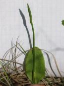 Рис. 1.7.101. Вужачка звичайна, урочище Бобровня, острів Муромець. Фото І.… Рис. 1.7.101. Вужачка звичайна,…