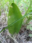 Рис. 1.7.102. Неспороносний екземпляр вужачки, Осокорківські луки. Фото І.… Рис. 1.7.102. Неспороносний екземпляр…