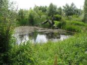 Рис. 1.7.103. Місцезростання вужачки звичайної на Осокорківських луках. Фото… Рис. 1.7.103. Місцезростання вужачки…